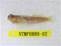 藏品(橫帶間頸鬚鳚)的圖片